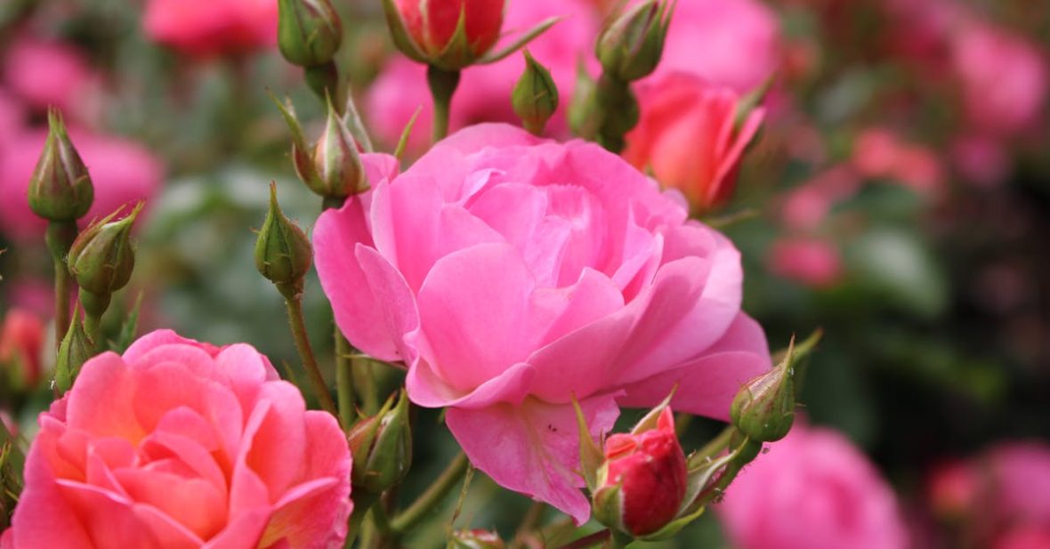 close-up-of-vibrant-pink-roses-blooming-showcasing-their-natural-beauty-in-a-garden-setting